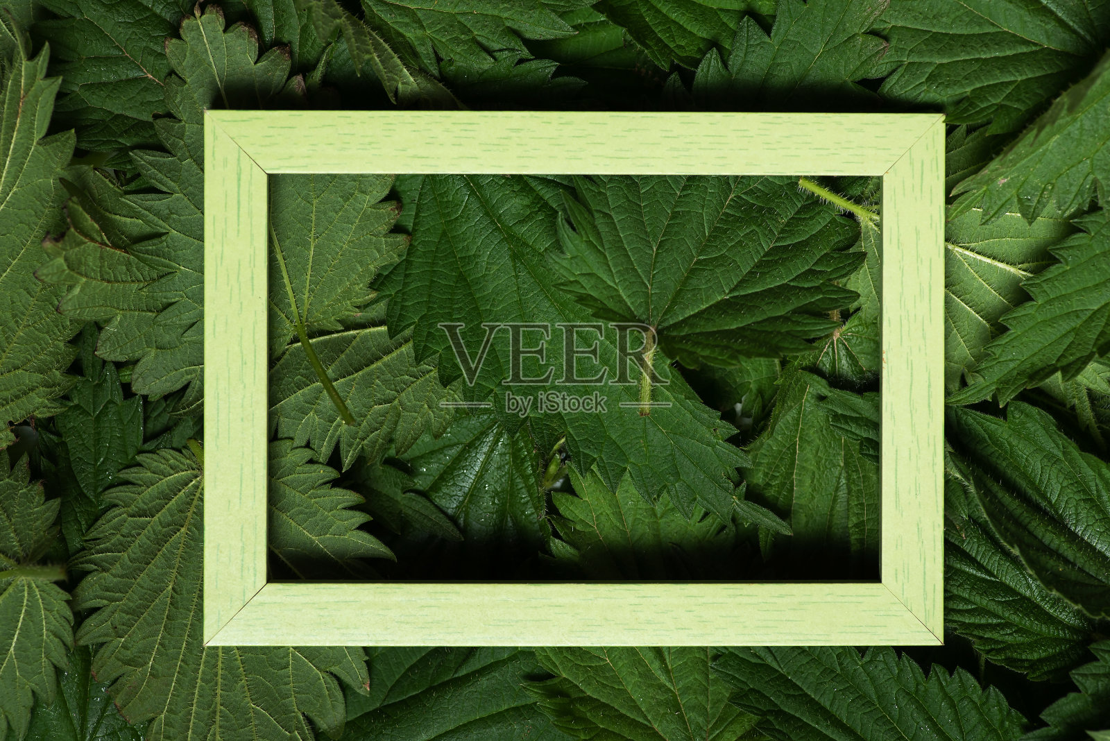 刺荨麻叶子作为背景照片摄影图片