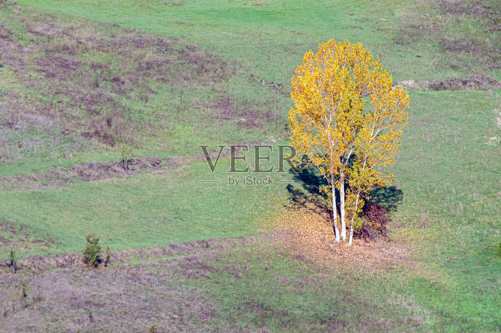 秋天杨树的黄叶照片摄影图片