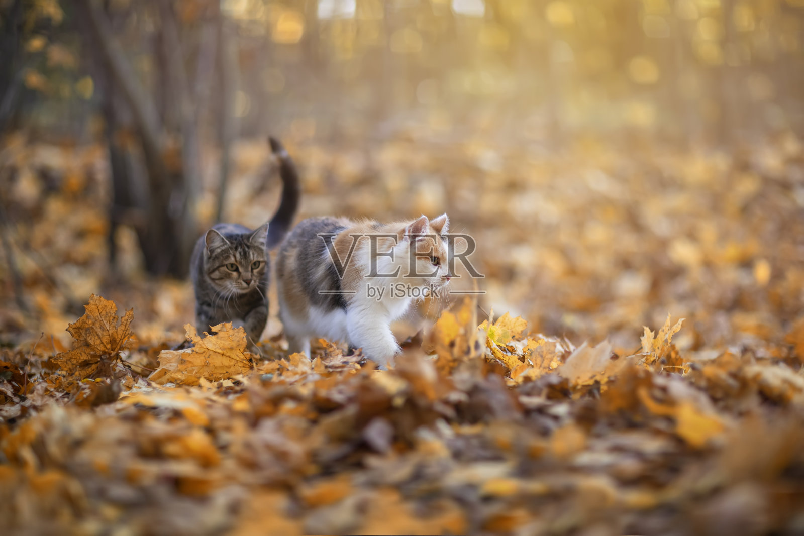 两只家猫在金色落叶飘落的秋天公园里散步照片摄影图片