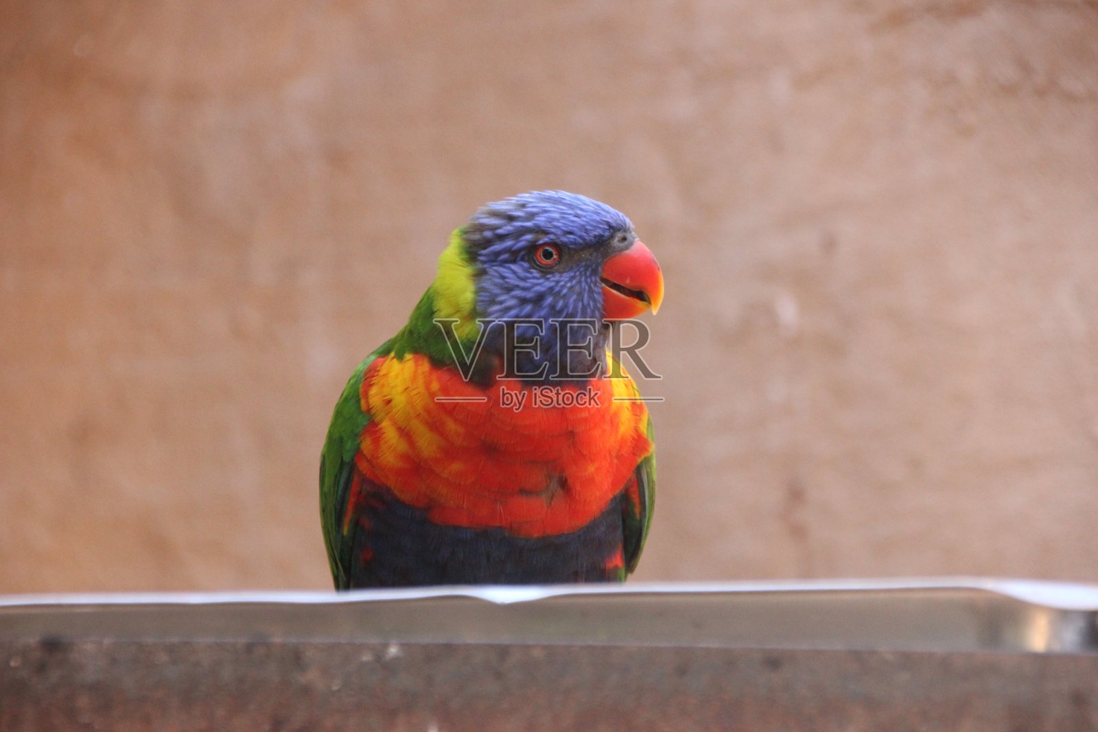 鹦鹉照片摄影图片