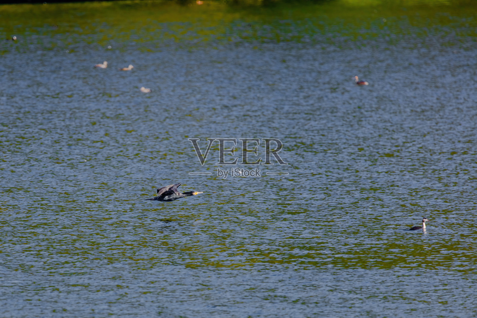 大鸬鹚，Phalacrocorax carbo，被称为黑鸬鹚照片摄影图片
