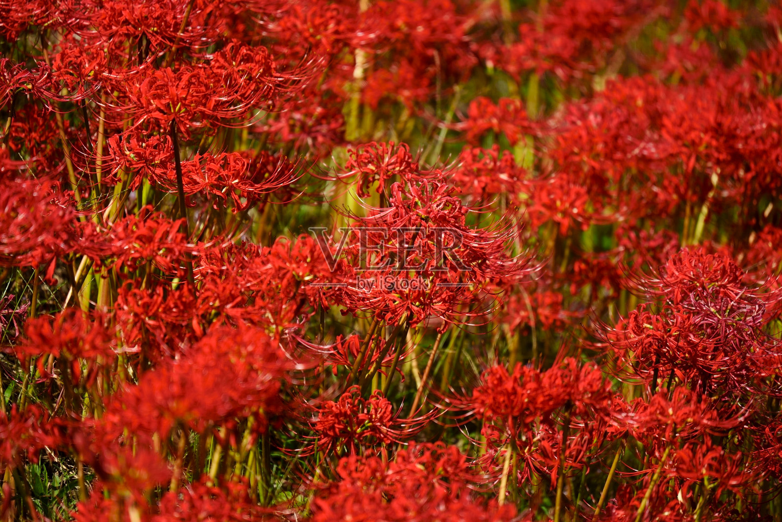 一簇簇盛开的蜘蛛百合照片摄影图片