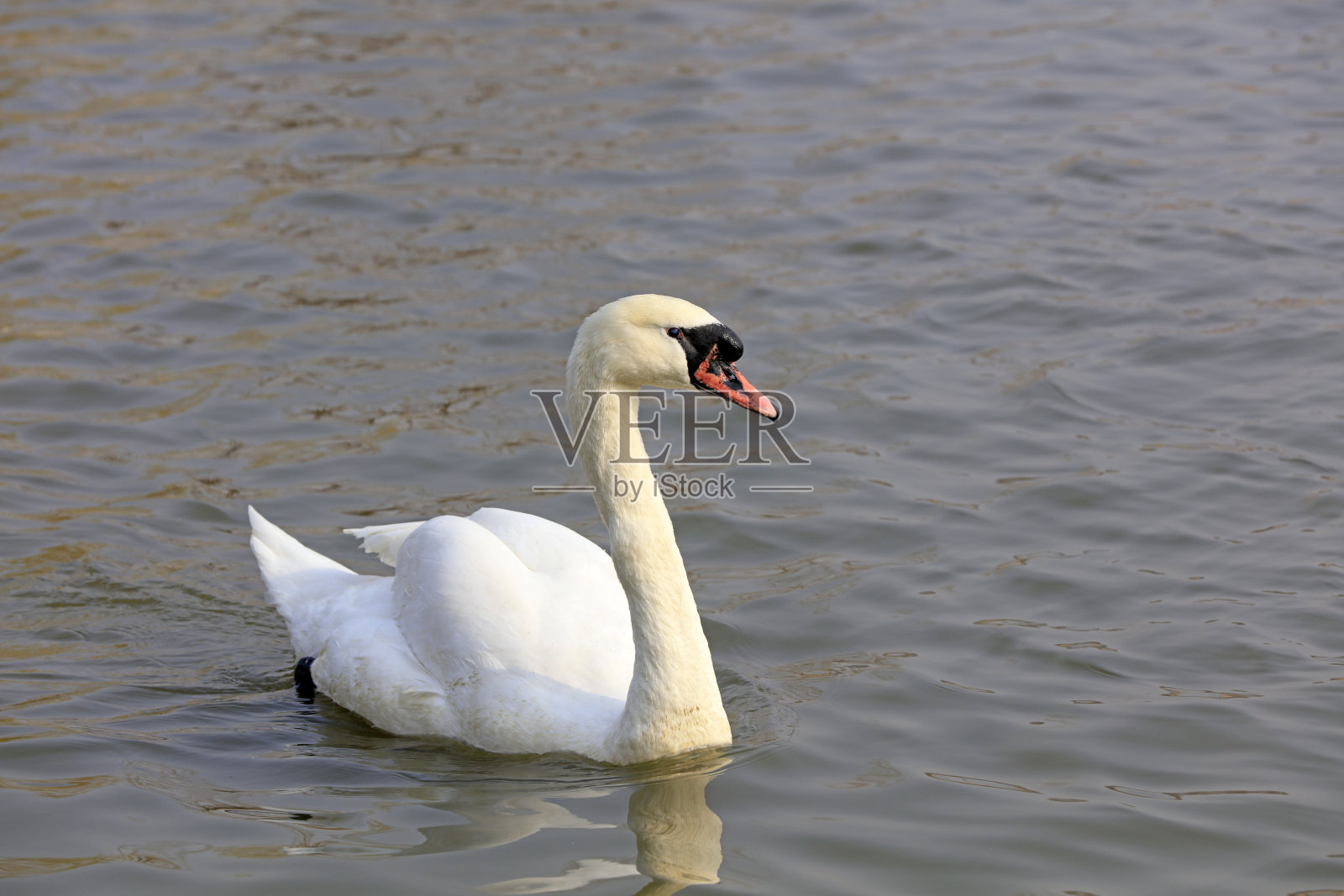 天鹅在公园的水面上游泳，唐山，中国照片摄影图片