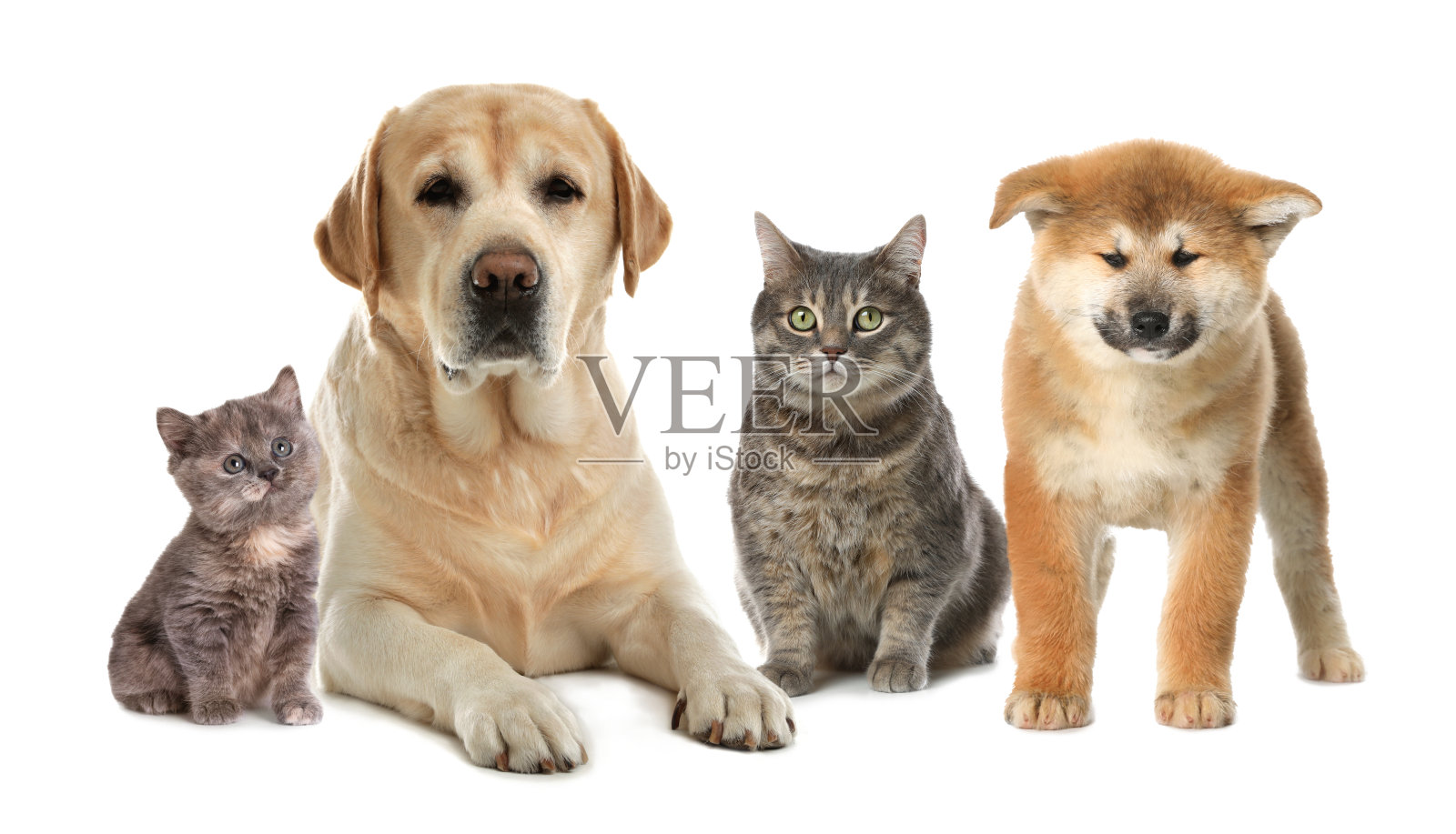 可爱的狗和猫在白色的背景照片摄影图片