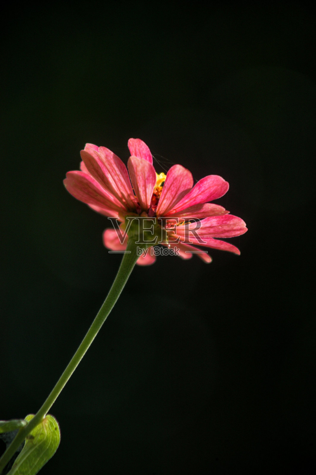 菊花照片摄影图片