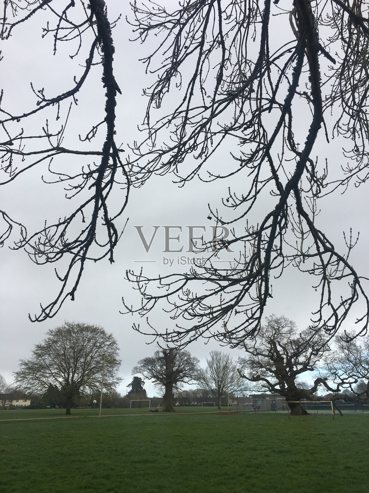 单叶灰枝和细枝照片摄影图片