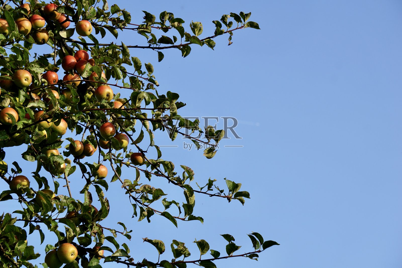 一棵苹果树，在蓝天的背景上挂满了苹果。苹果树上的苹果。树上成熟的苹果。苹果可以收割了。野苹果树。照片摄影图片