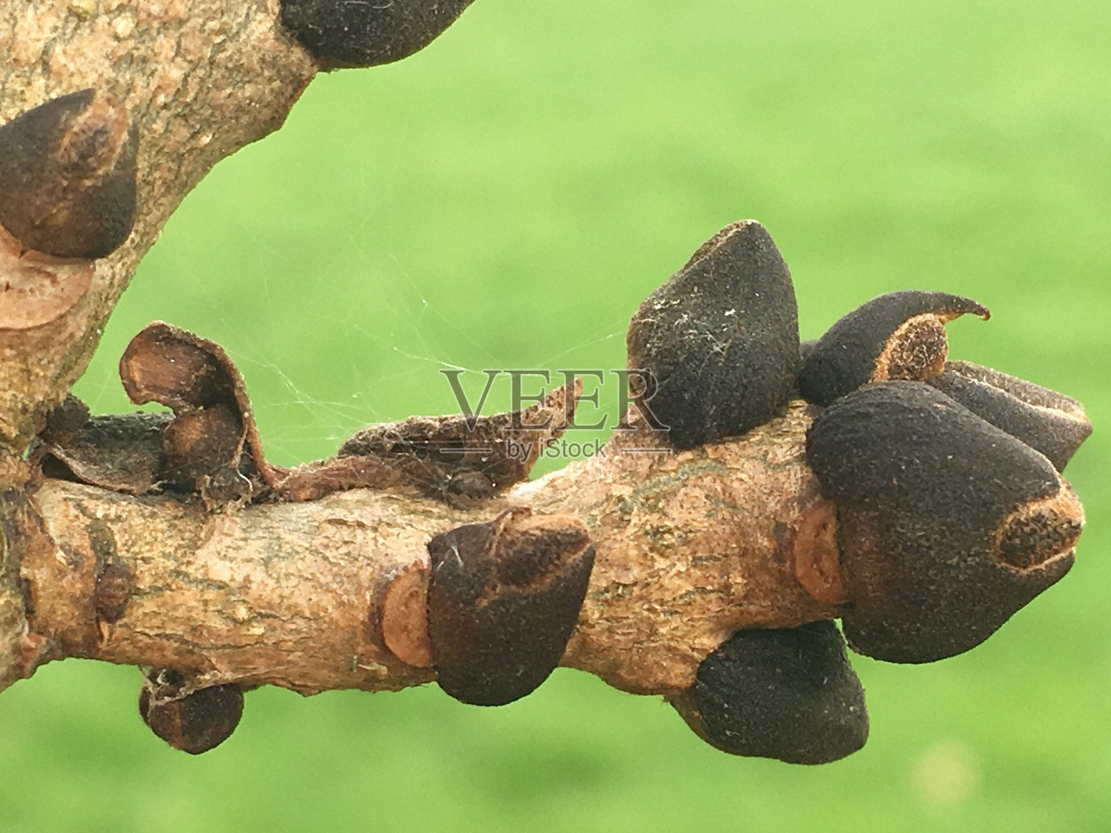 单叶灰枝和芽照片摄影图片