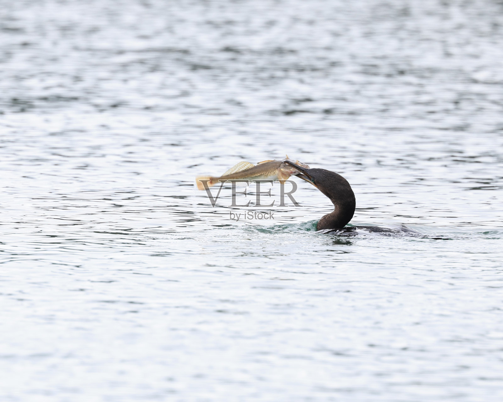 双冠鸬鹚在捕鱼照片摄影图片