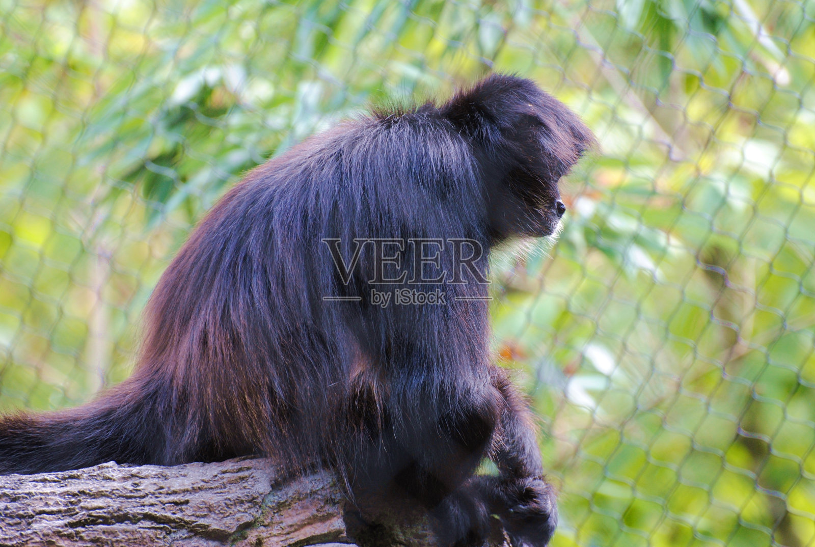 猴子坐在照片摄影图片