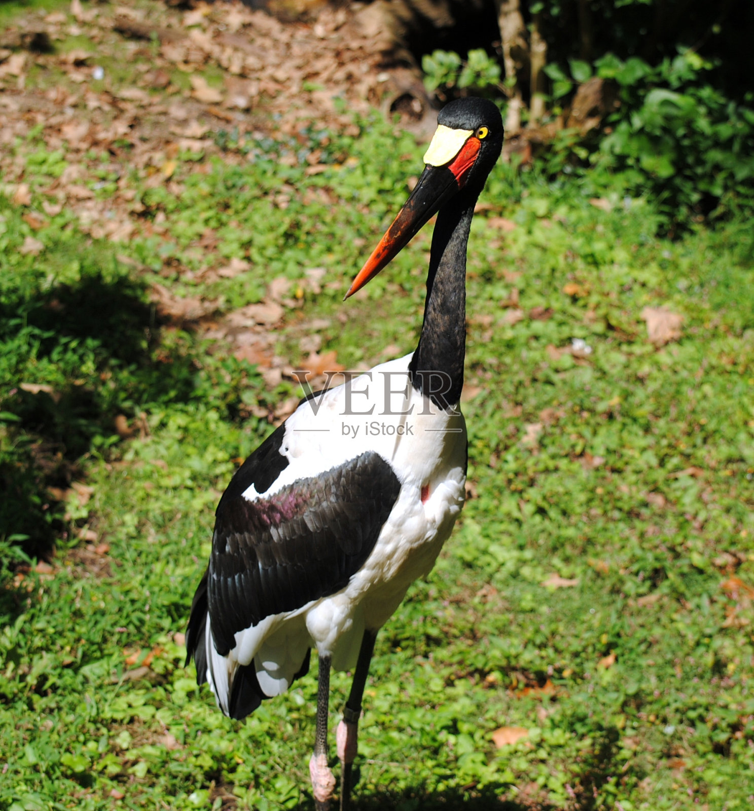 鞍嘴鹤照片摄影图片