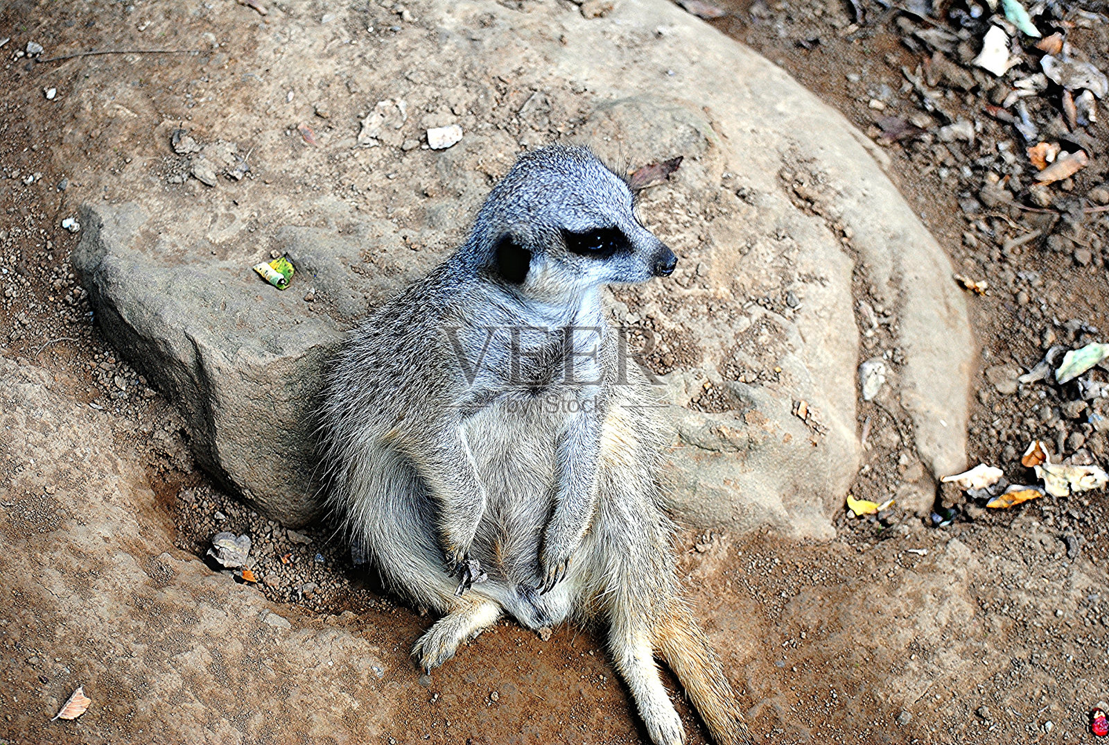 猫鼬坐照片摄影图片