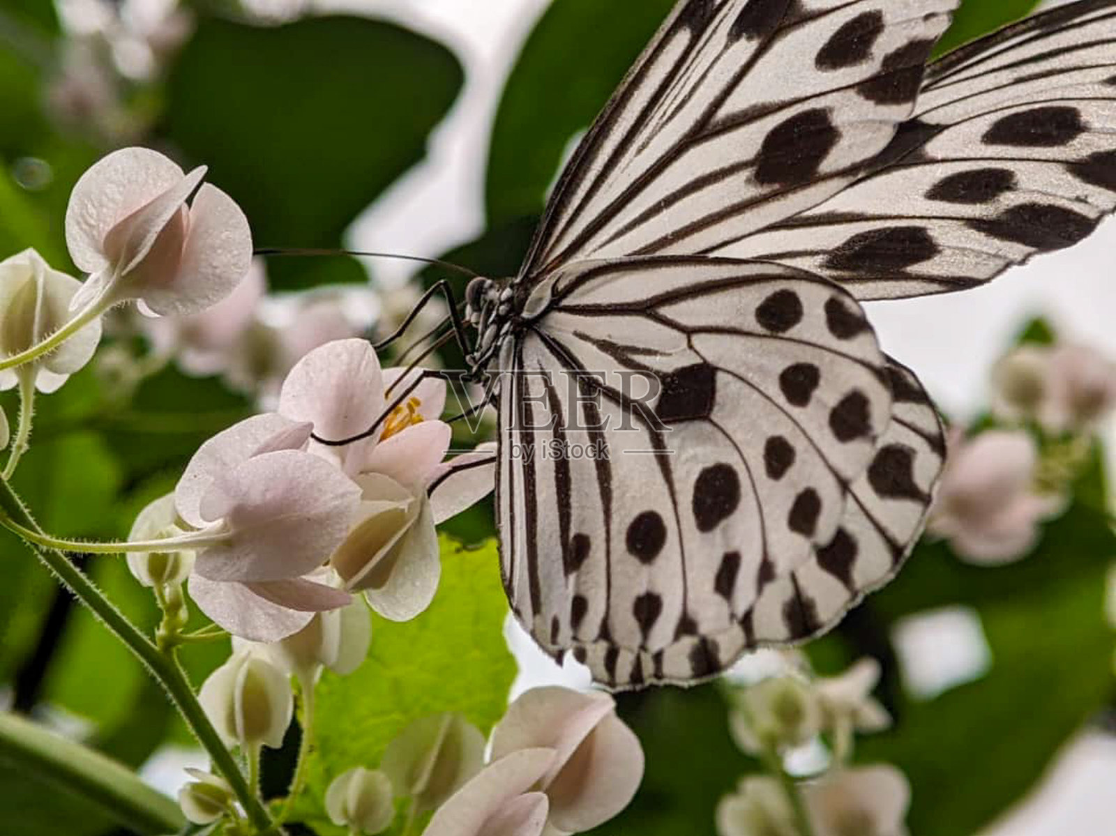 蝴蝶照片摄影图片