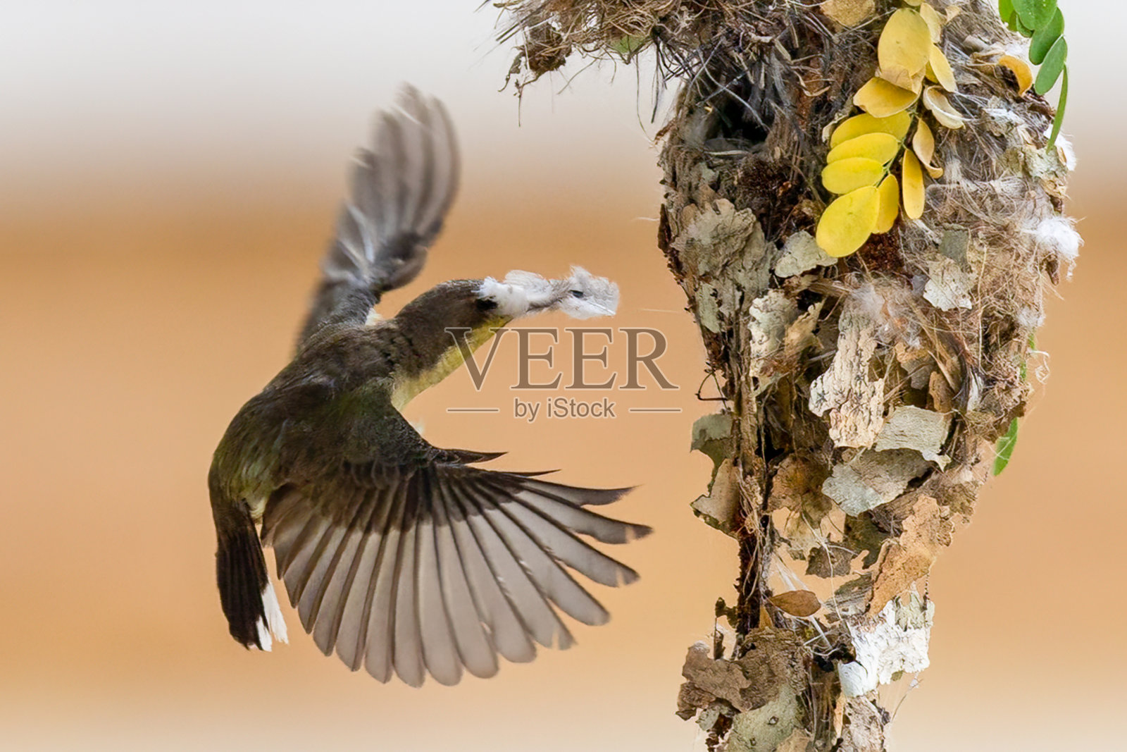 美丽的太阳鸟在泰国的大自然。照片摄影图片