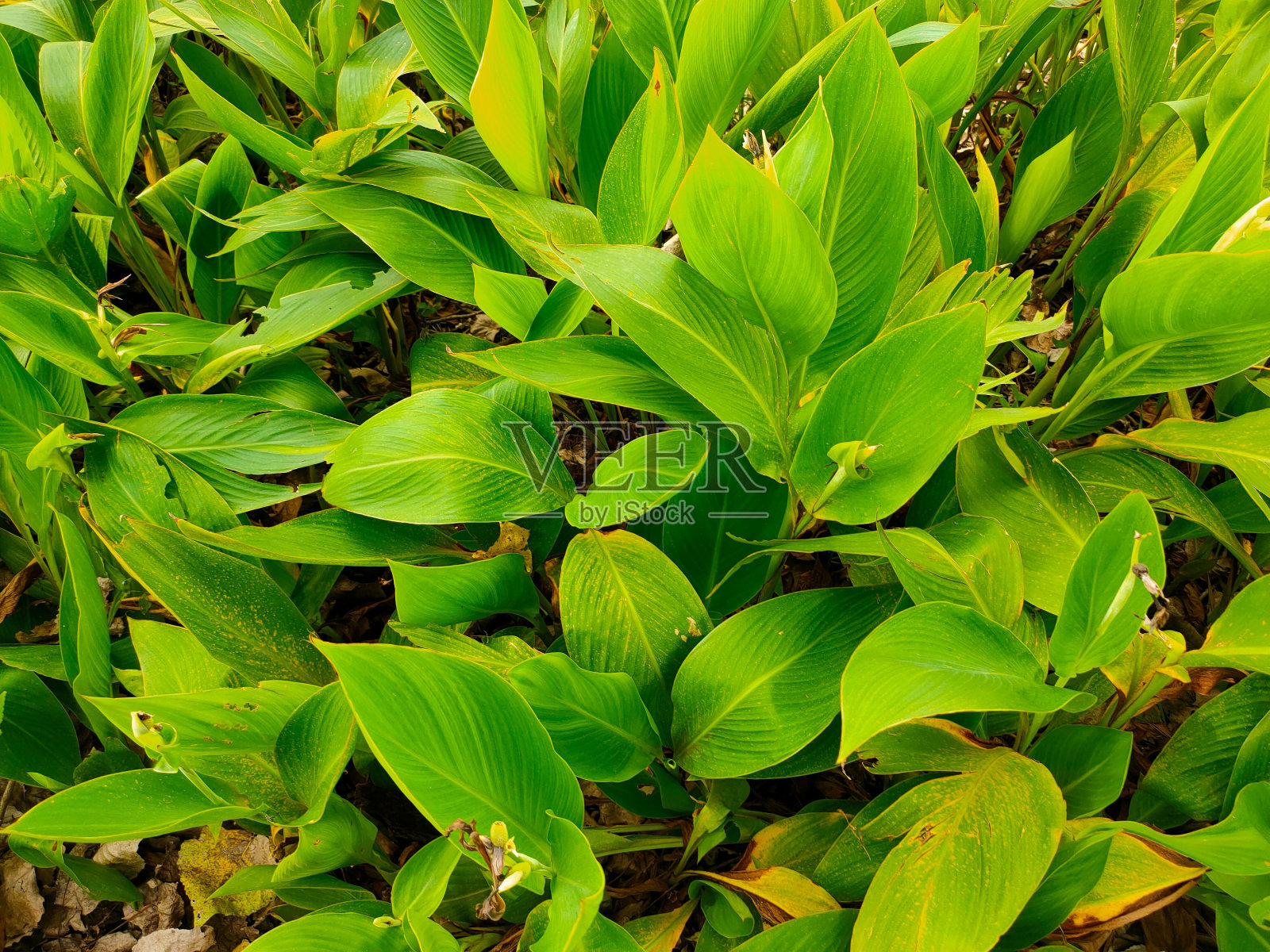 静物拍摄的玉芋植物与鲜艳的绿色色调照片摄影图片