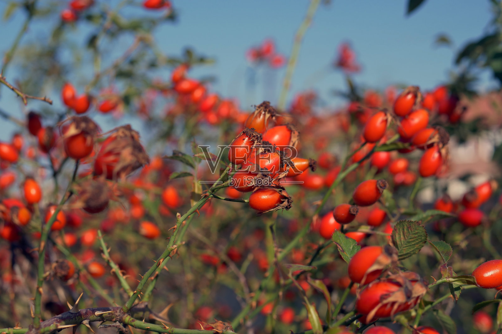 九月和十月成熟的玫瑰果特写，树上的药用红玫瑰果，照片摄影图片