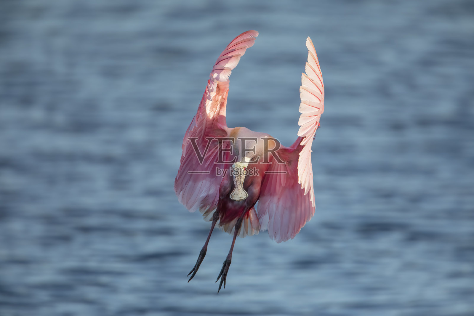 在飞的玫瑰琵鹭(Platalea ajaja)照片摄影图片