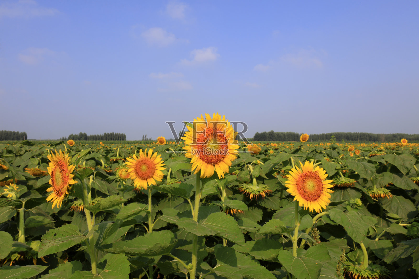 中国，农场上的向日葵照片摄影图片