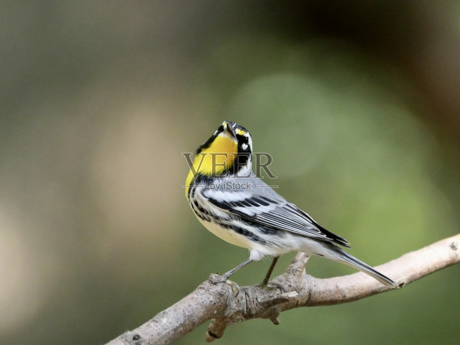 莺具有黄色喉部照片摄影图片