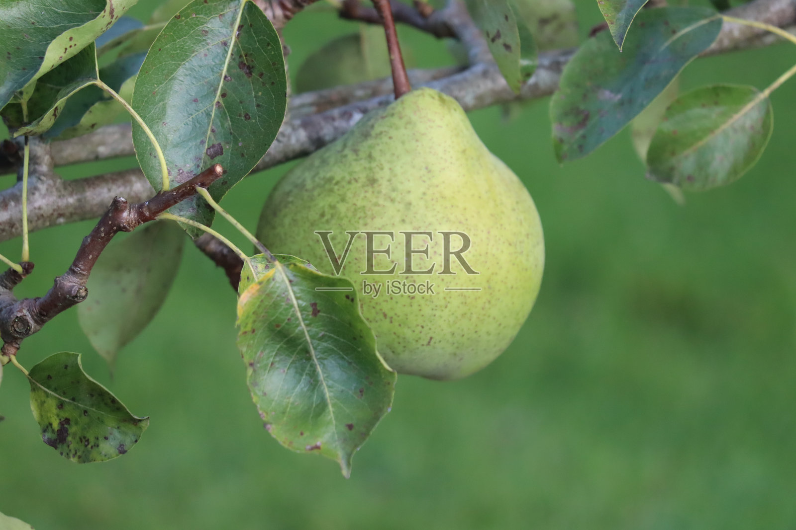 正式的花园照片摄影图片