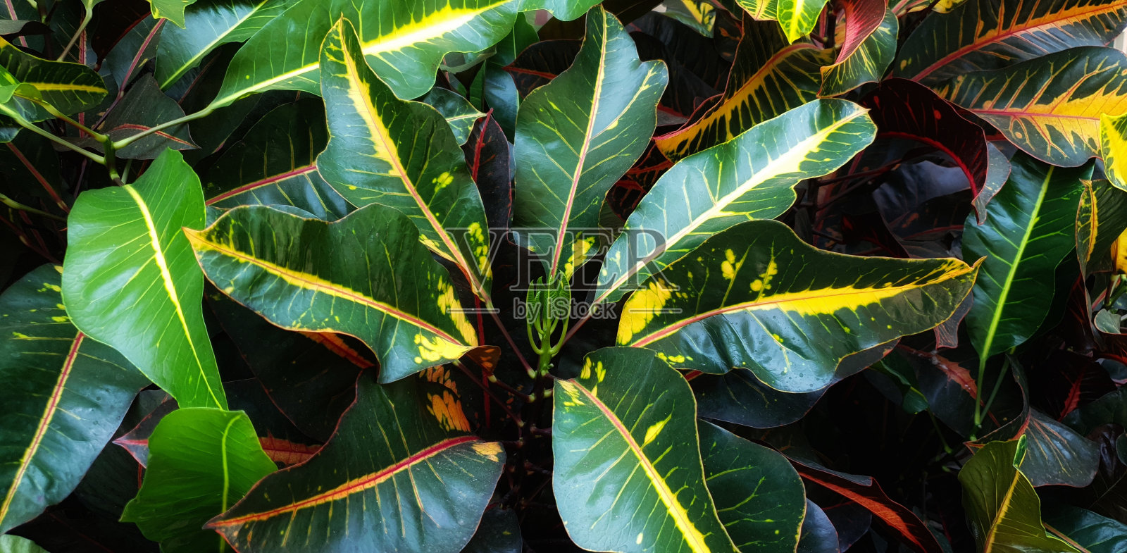 巴豆，布丁或巴豆植物是很受欢迎的观赏花园植物，以灌木的形式，叶子形状和颜色非常不同。照片摄影图片