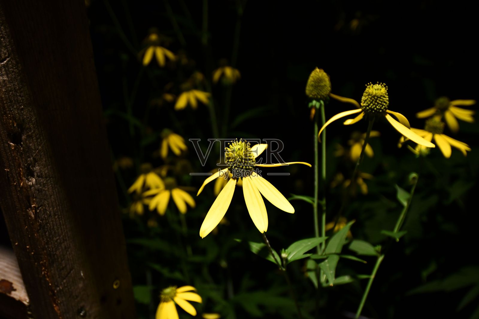 黄色圆锥花的特写照片摄影图片