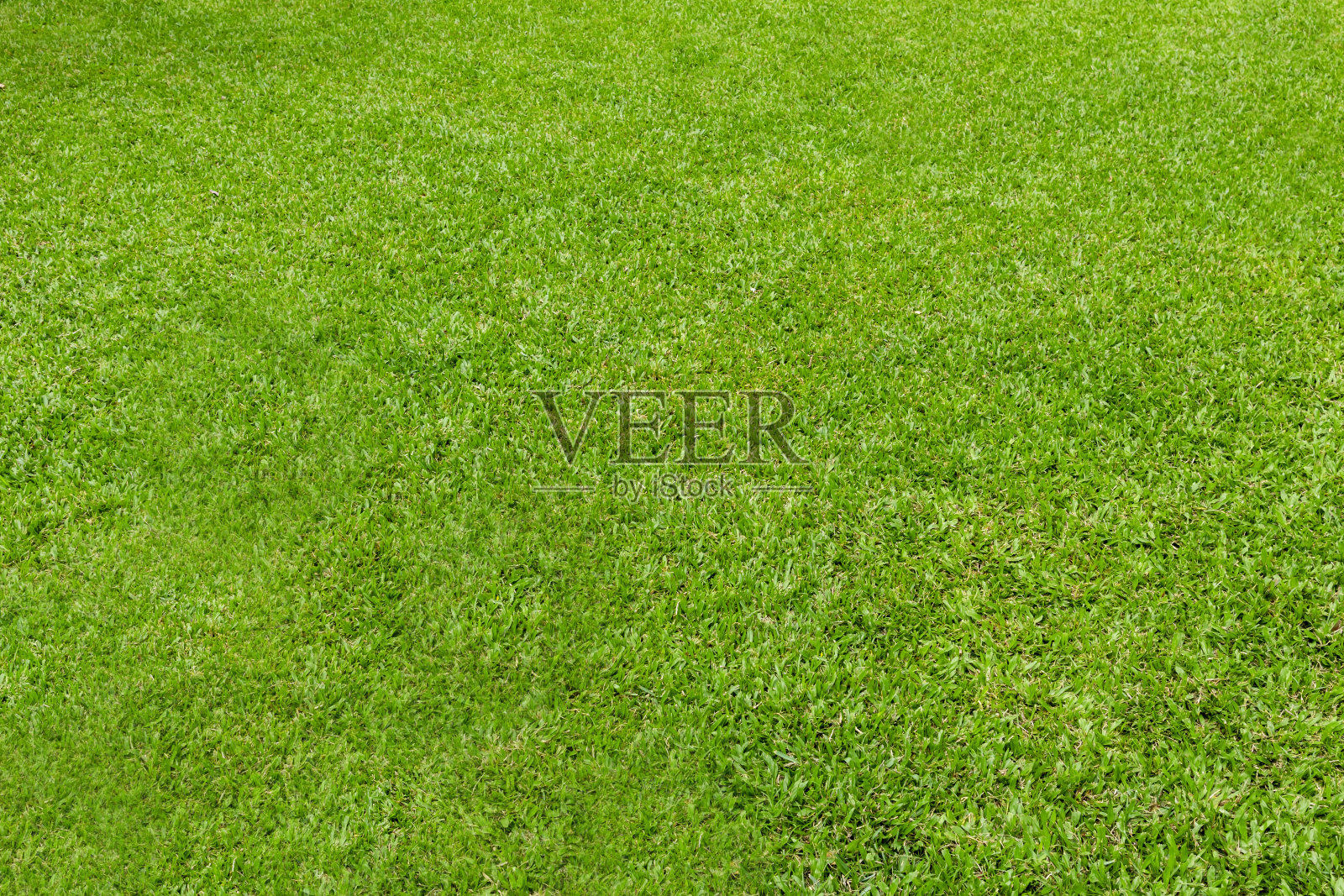 绿色植物叶子，室外绿色草坪照片摄影图片