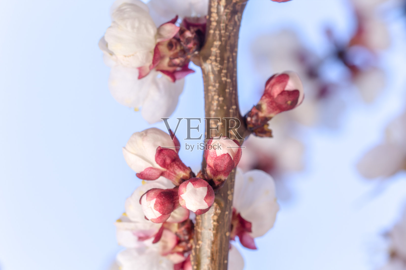 杏花在蓝色背景上绽放照片摄影图片