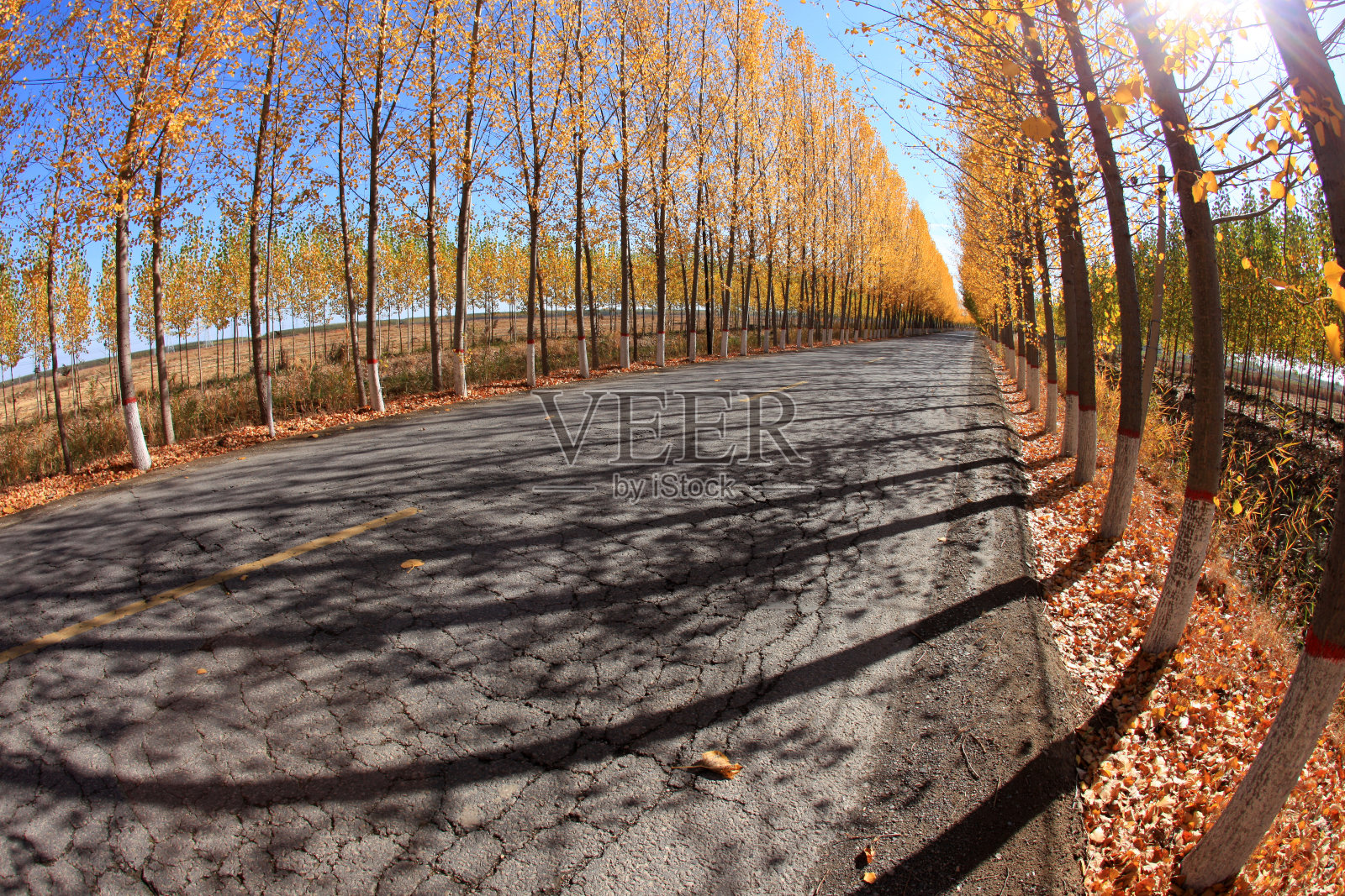 秋天，柏油路和美丽的树木;秋天的白杨林照片摄影图片
