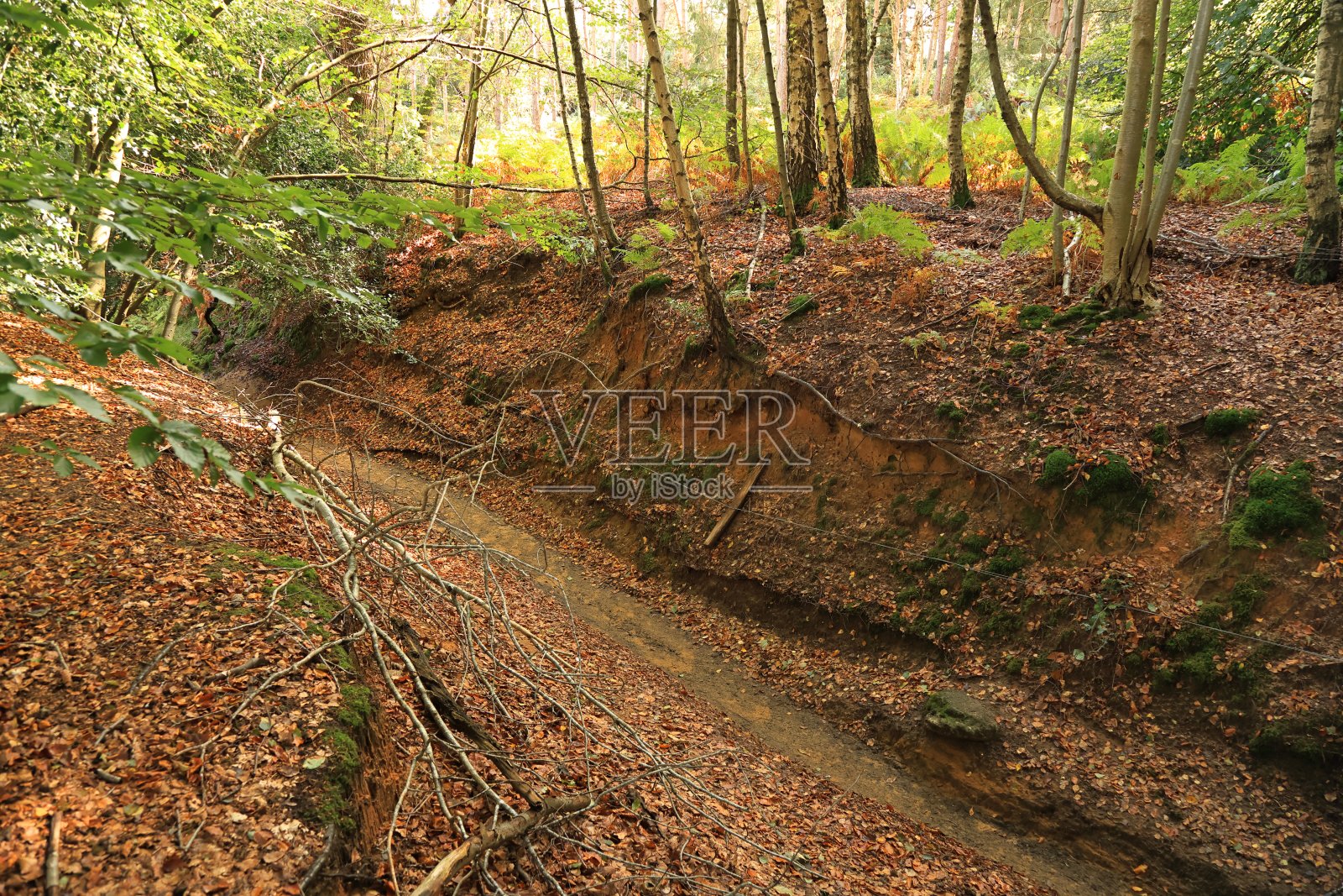 北唐斯路步道萨里英格兰照片摄影图片