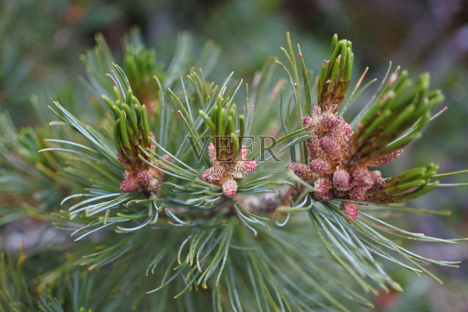 松树树枝的特写照片摄影图片