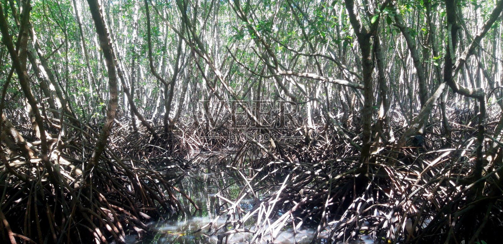 红树林照片摄影图片