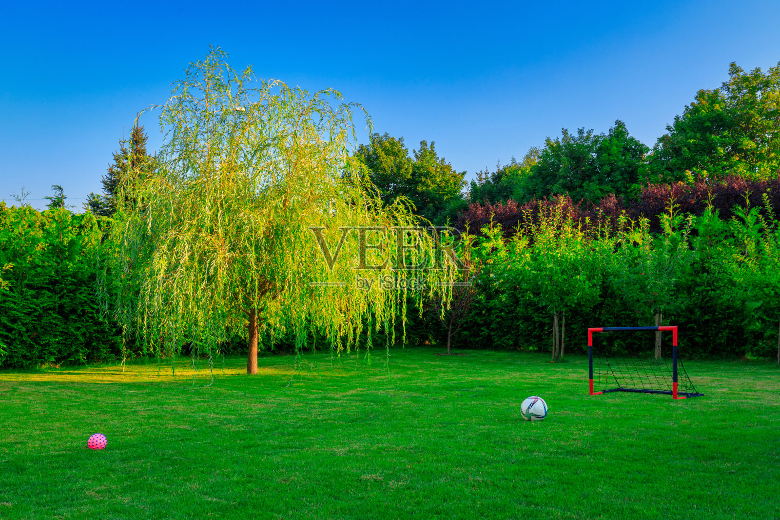 家里花园里的垂柳照片摄影图片