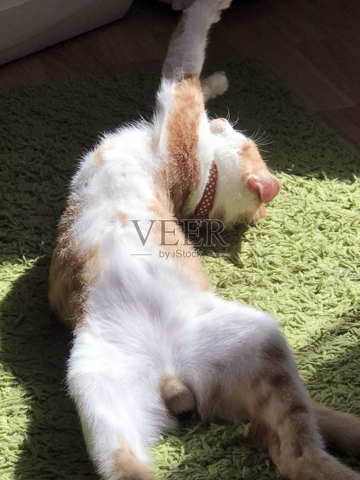 有白色斑点的红猫。照片摄影图片