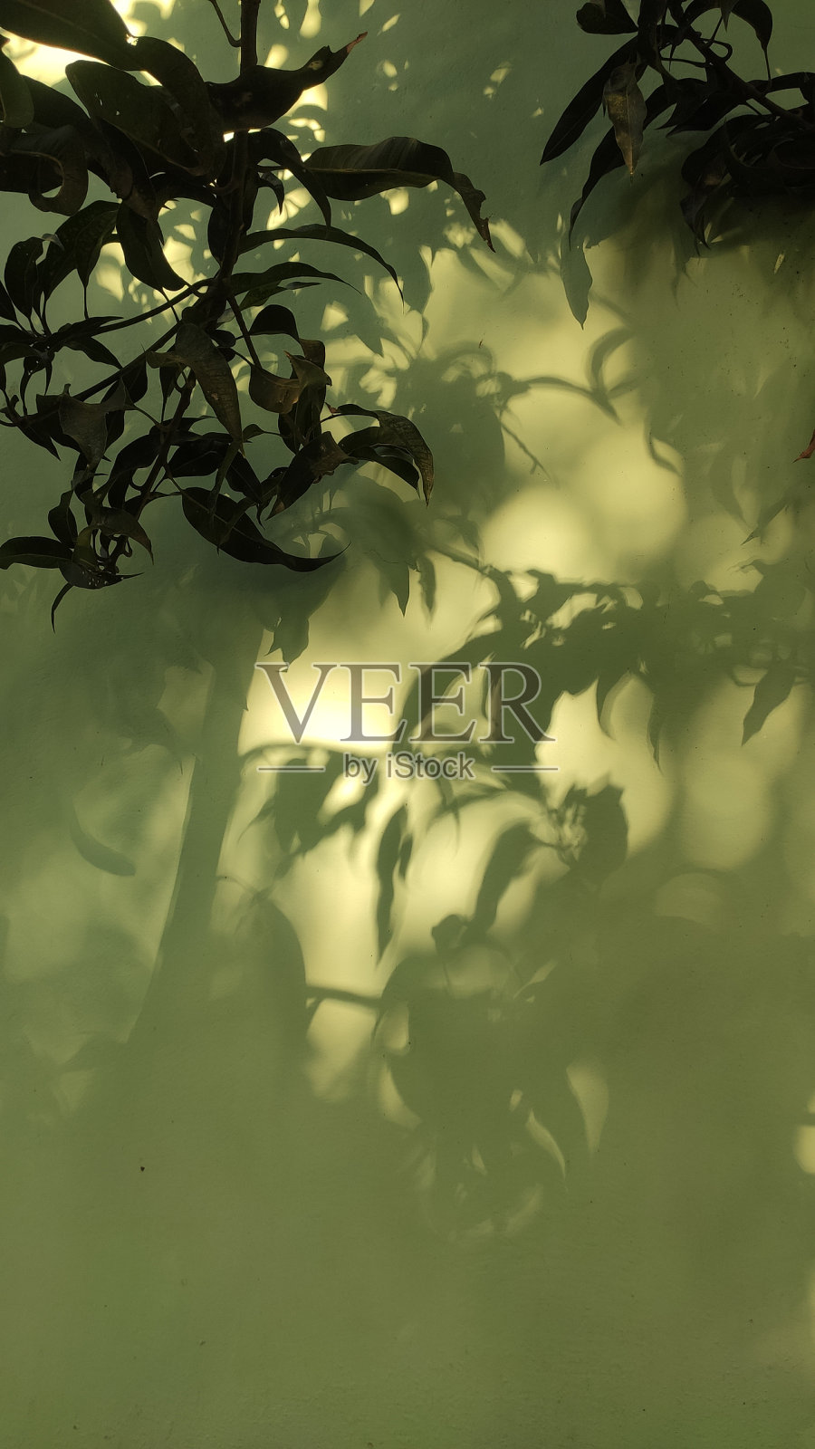 阳光和绿墙上的影子照片摄影图片