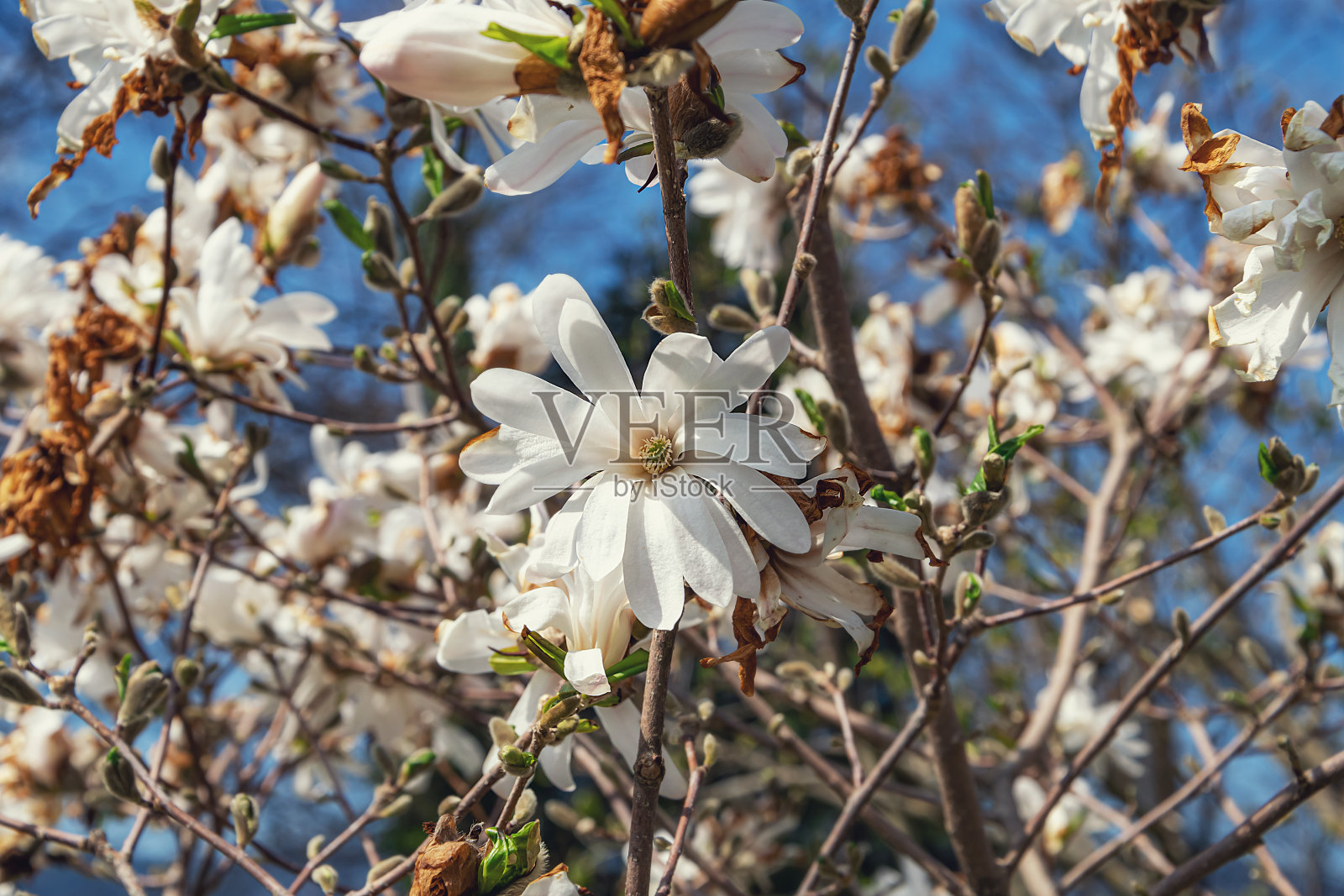 泰根塞，拜仁，美丽的自然风光和巴伐利亚山脉照片摄影图片