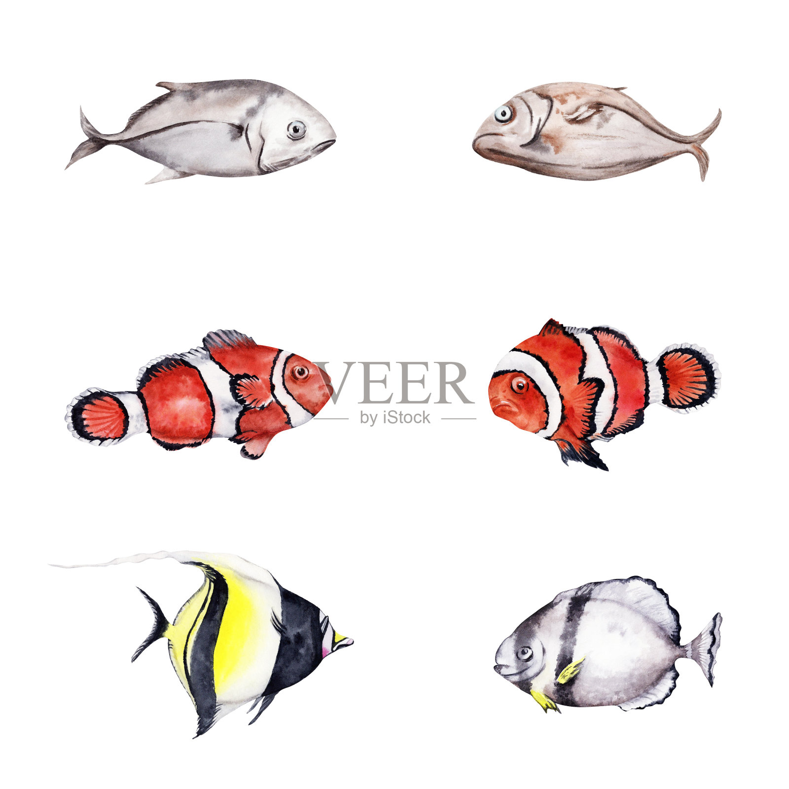收集珊瑚礁热带鱼，包括小丑鱼和摩尔人的偶像。手绘水彩插图。节日贺卡，邀请和海洋主题设计孤立的设计元素。插画图片素材