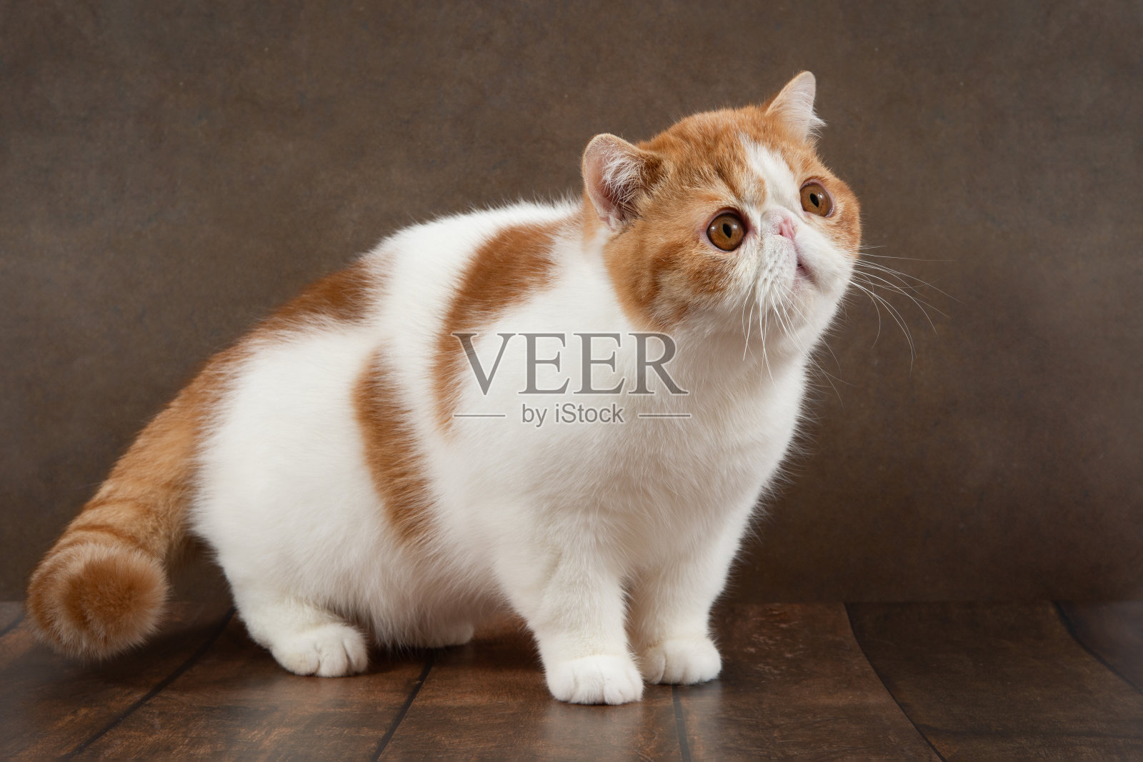 一只美丽的异国短毛猫躺在工作室的棕色背景上。照片摄影图片