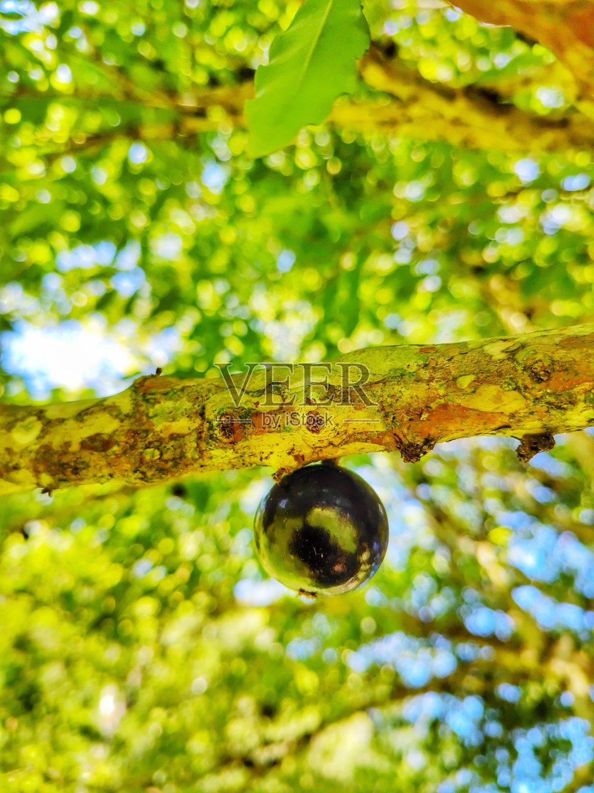 Jabuticaba水果照片摄影图片