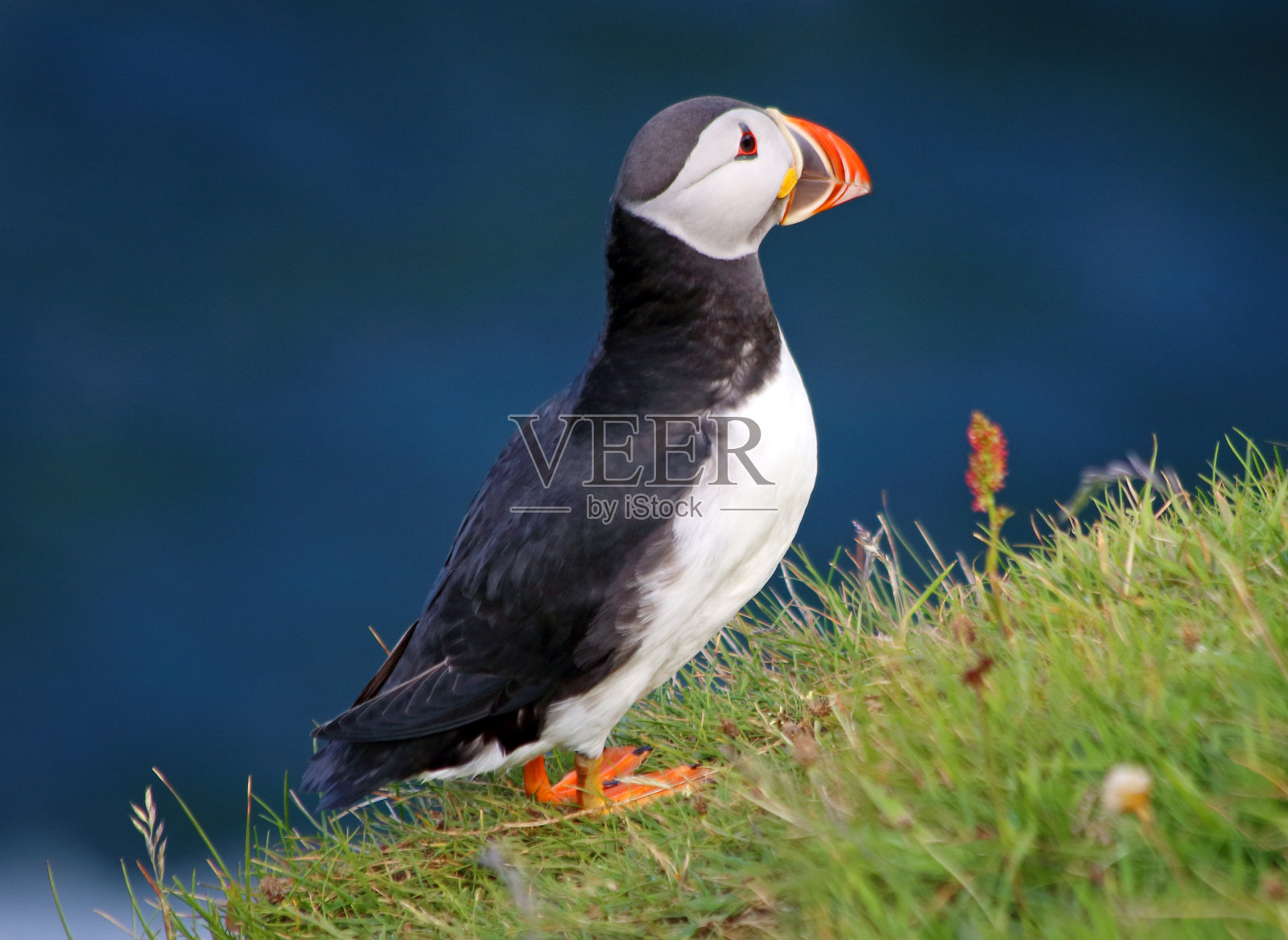 海雀倚海在草地上栖息的特写照片摄影图片