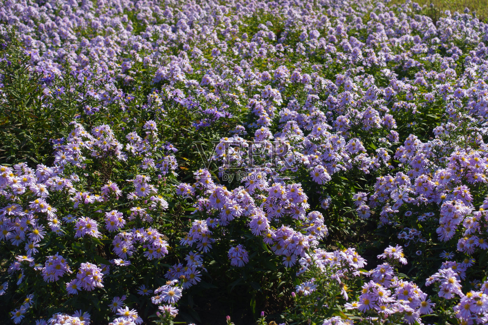 十月中旬，无数粉红色的米迦勒节雏菊照片摄影图片