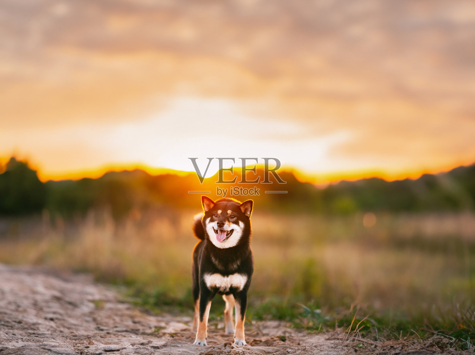 年轻的黑色和褐色柴犬户外照片摄影图片