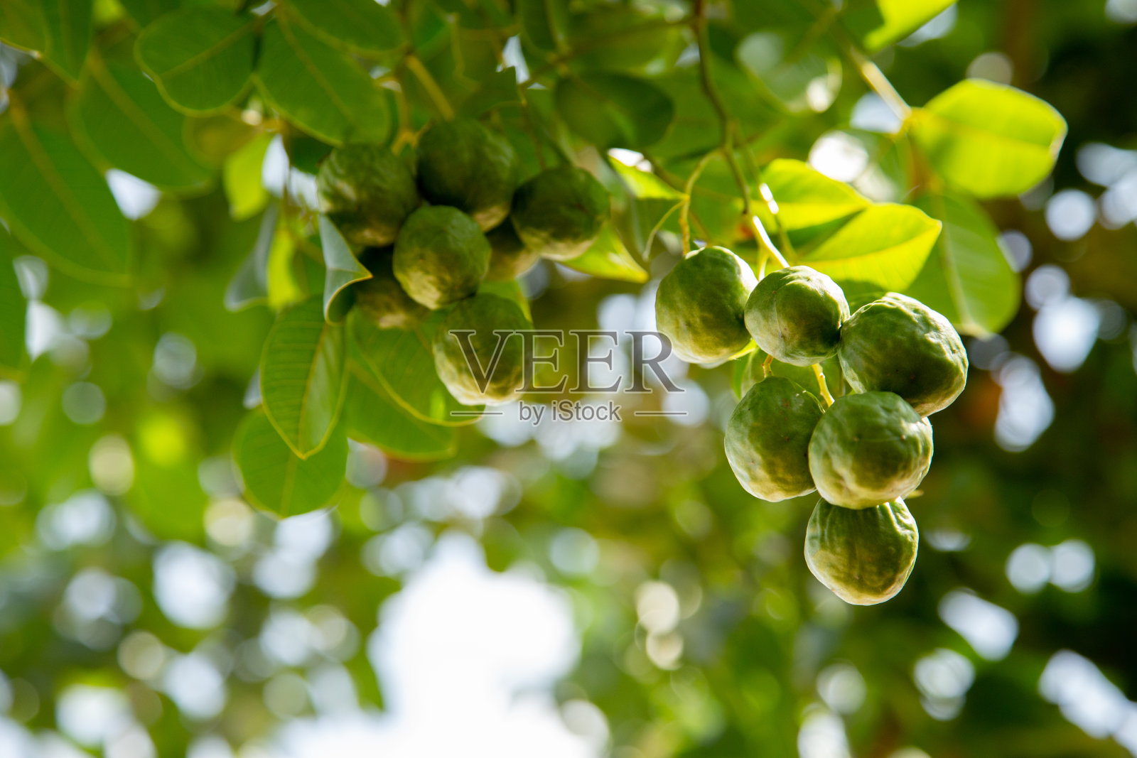 一束umbu(或imbu或embu)在umbuzeiro树上照片摄影图片