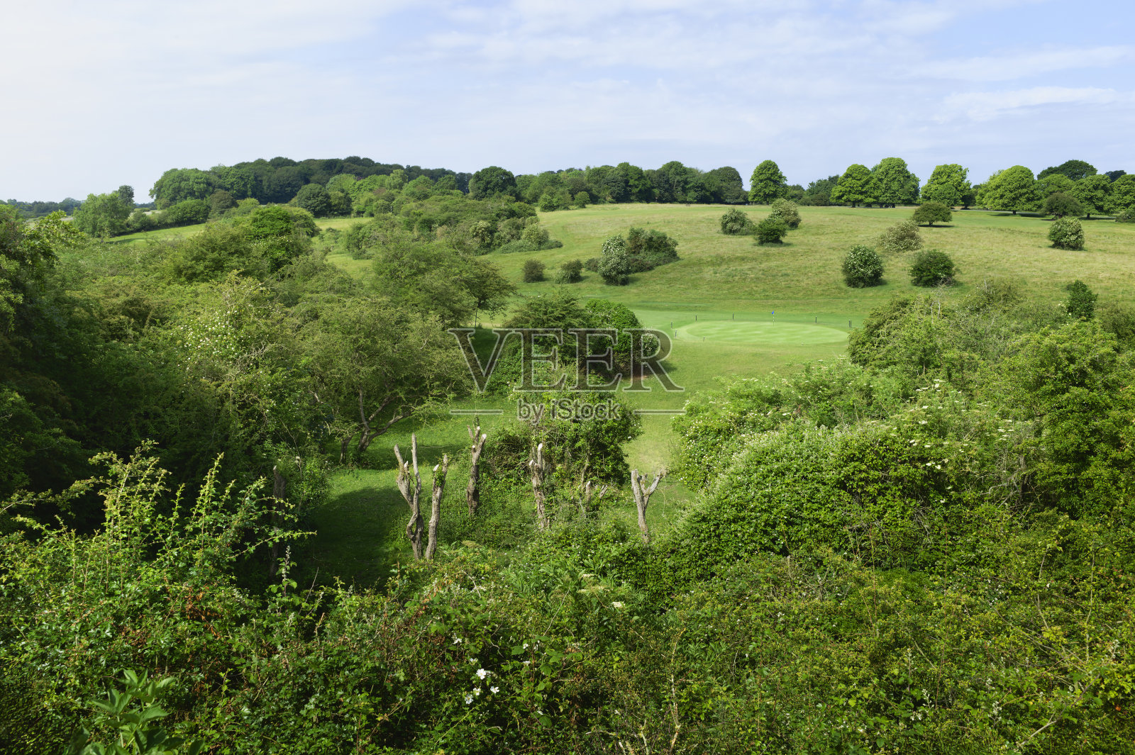 韦斯特伍德公共公园和高尔夫球场，蓝天下的林地。英国贝弗利。照片摄影图片
