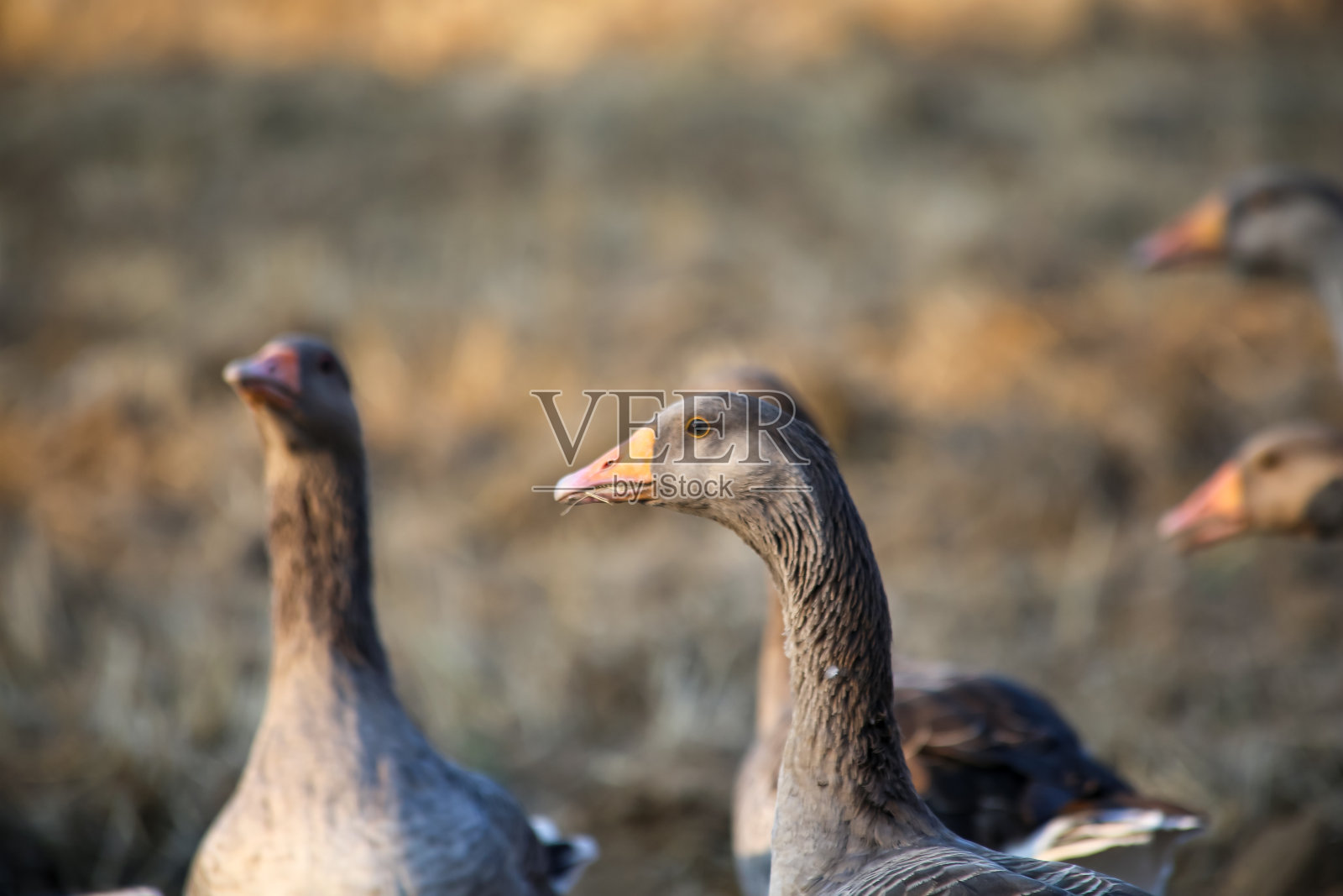 流浪的鹅照片摄影图片