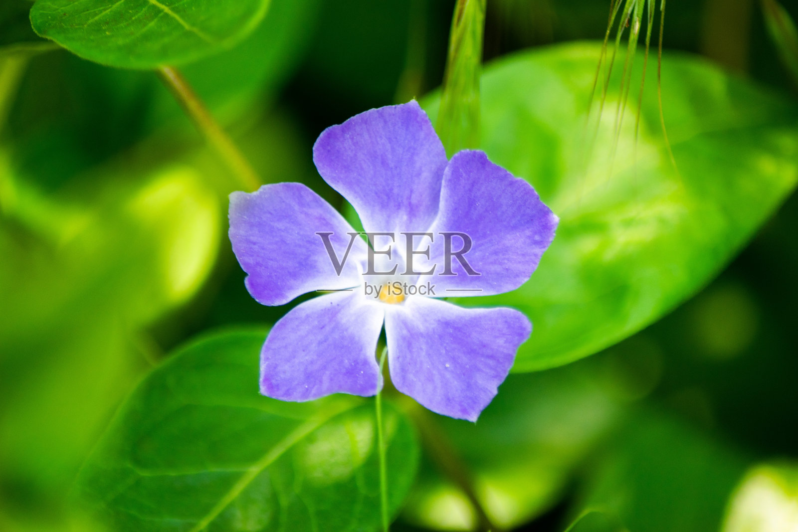 花紫色照片摄影图片