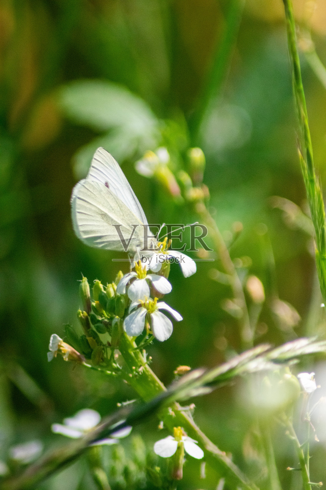 蝴蝶照片摄影图片