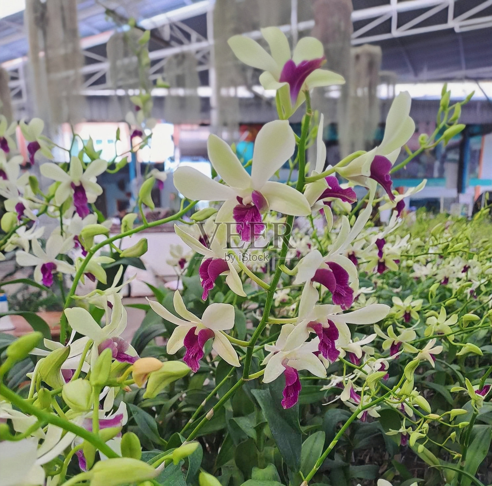 许多白色的兰花，颜色美丽照片摄影图片