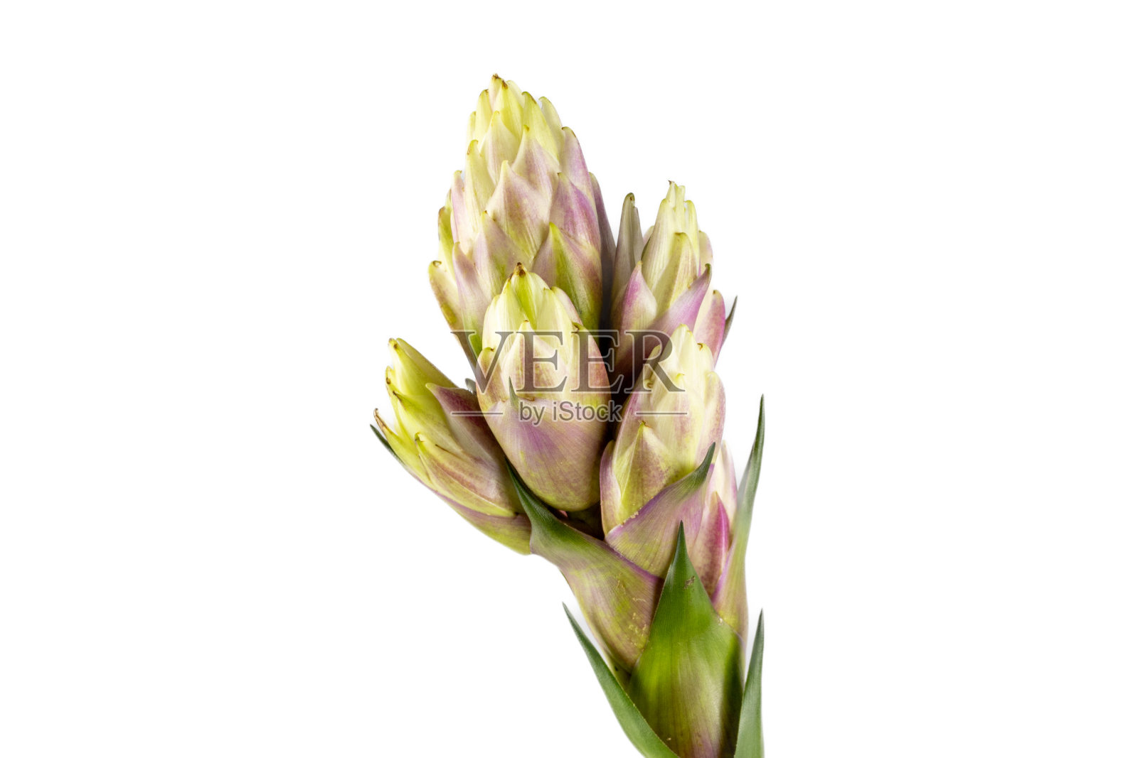 白底分离花盆凤梨属植物照片摄影图片