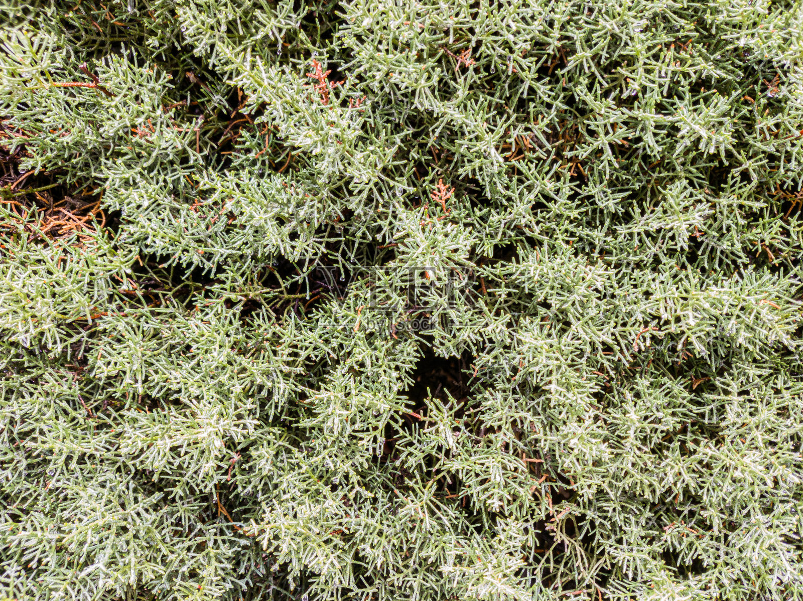 常绿植物的尖端和枝条照片摄影图片